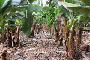 Gran Canaria: 1-7 Day E-Bike Rental 80 km battery life