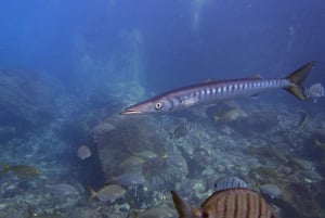 Gran Canaria: Curso de 3 días de Buceo en Aguas Abiertas
