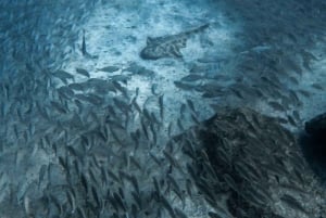 Gran Canaria: Curso de 3 días de Buceo en Aguas Abiertas