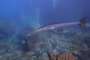 Gran Canaria: 3-Day Open Water Diver Course