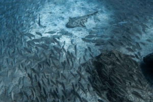 Gran Canaria: 3-Day Open Water Diver Course