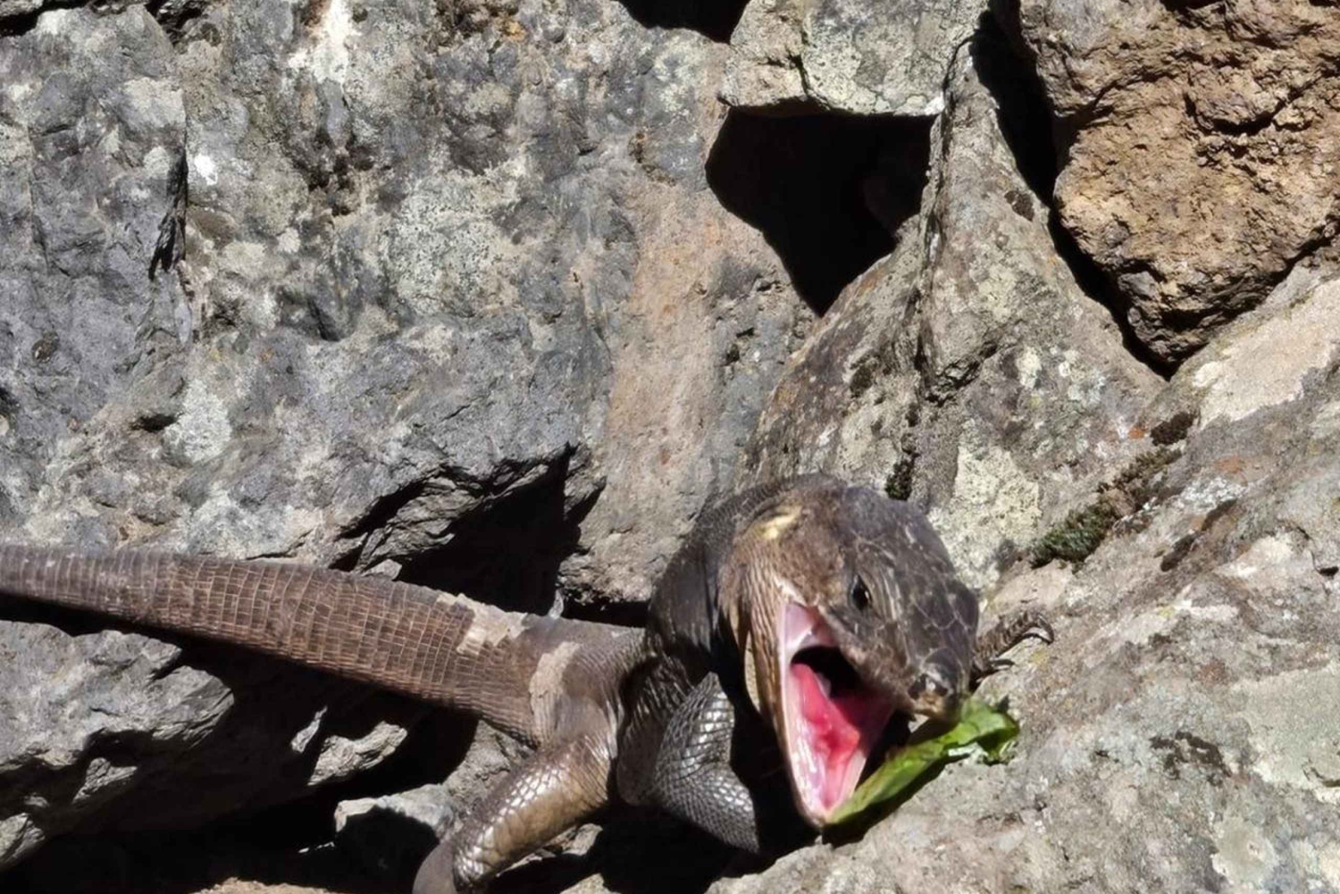 Gran Canaria: a trip to the Barranco de los Cernícalos