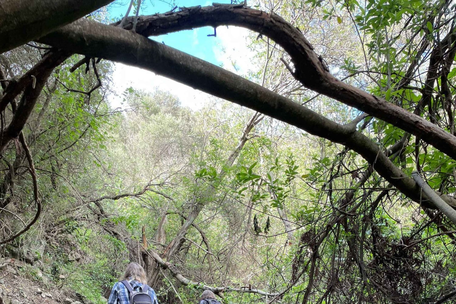 Gran Canaria: a trip to the Barranco de los Cernícalos