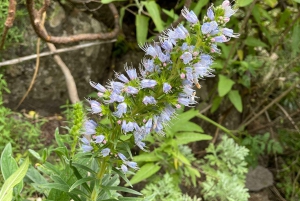 Gran Canaria: a trip to the Barranco de los Cernícalos