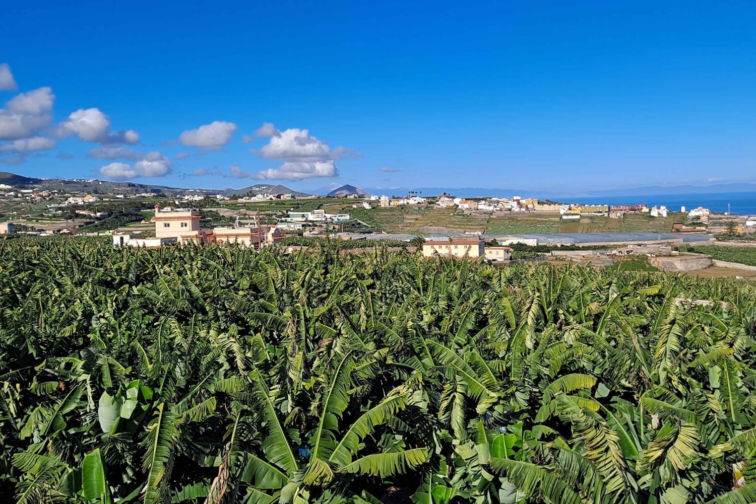 Gran Canaria: Banana World Guided Tour & Tasting