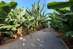Gran Canaria: Banana World Guided Tour & Tasting