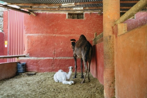 Gran Canaria: Camel Ride Safari w/ Optional Food & Transport