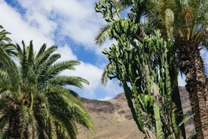 Gran Canaria: Camel Ride Safari w/ Optional Food & Transport