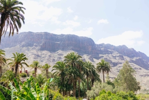 Gran Canaria: Camel Ride Safari w/ Optional Food & Transport