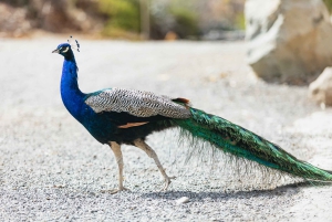 Gran Canaria: Camel Ride Safari w/ Optional Food & Transport