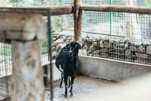 Gran Canaria: Camel Ride Safari w/ Optional Food & Transport