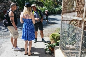 Gran Canaria: Camel Ride Safari w/ Optional Food & Transport