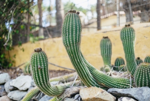 Gran Canaria: Camel Ride Safari w/ Optional Food & Transport