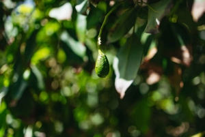 Gran Canaria: Camel Ride Safari w/ Optional Food & Transport