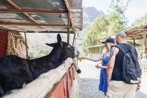 Gran Canaria: Camel Ride Safari w/ Optional Food & Transport