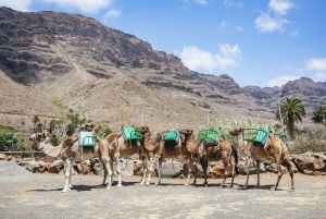 Gran Canaria: Camel Ride Safari w/ Optional Food & Transport