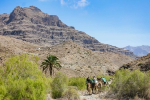 Gran Canaria: Camel Ride Safari w/ Optional Food & Transport