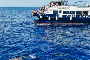 Gran Canaria: Catamaran Dolphin Watch Cruise with Snorkeling