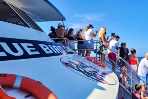 Gran Canaria: Catamaran Dolphin Watch Cruise with Snorkeling