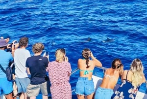 Gran Canaria: Catamaran Dolphin Watch Cruise with Snorkeling