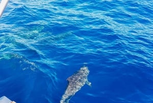 Gran Canaria: Catamaran Dolphin Watch Cruise with Snorkeling