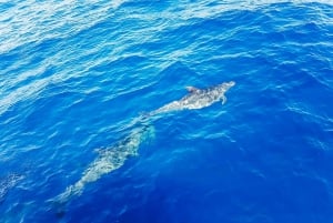 Gran Canaria: Catamaran Dolphin Watch Cruise with Snorkeling