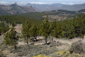 Gran Canaria: Excursión en escarabajo descapotable