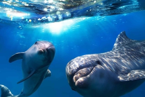 Gran Canaria: Crucero de avistamiento de ballenas y delfines
