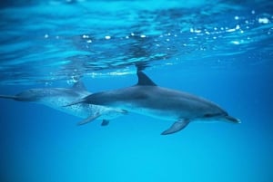 Gran Canaria: Dolphin and Whale Watching Cruise