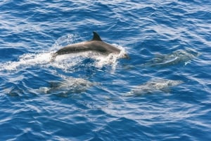 Gran Canaria: Dolphin and Whale Watching Cruise