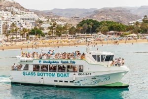 Gran Canaria: Dolphin and Whale Watching Cruise
