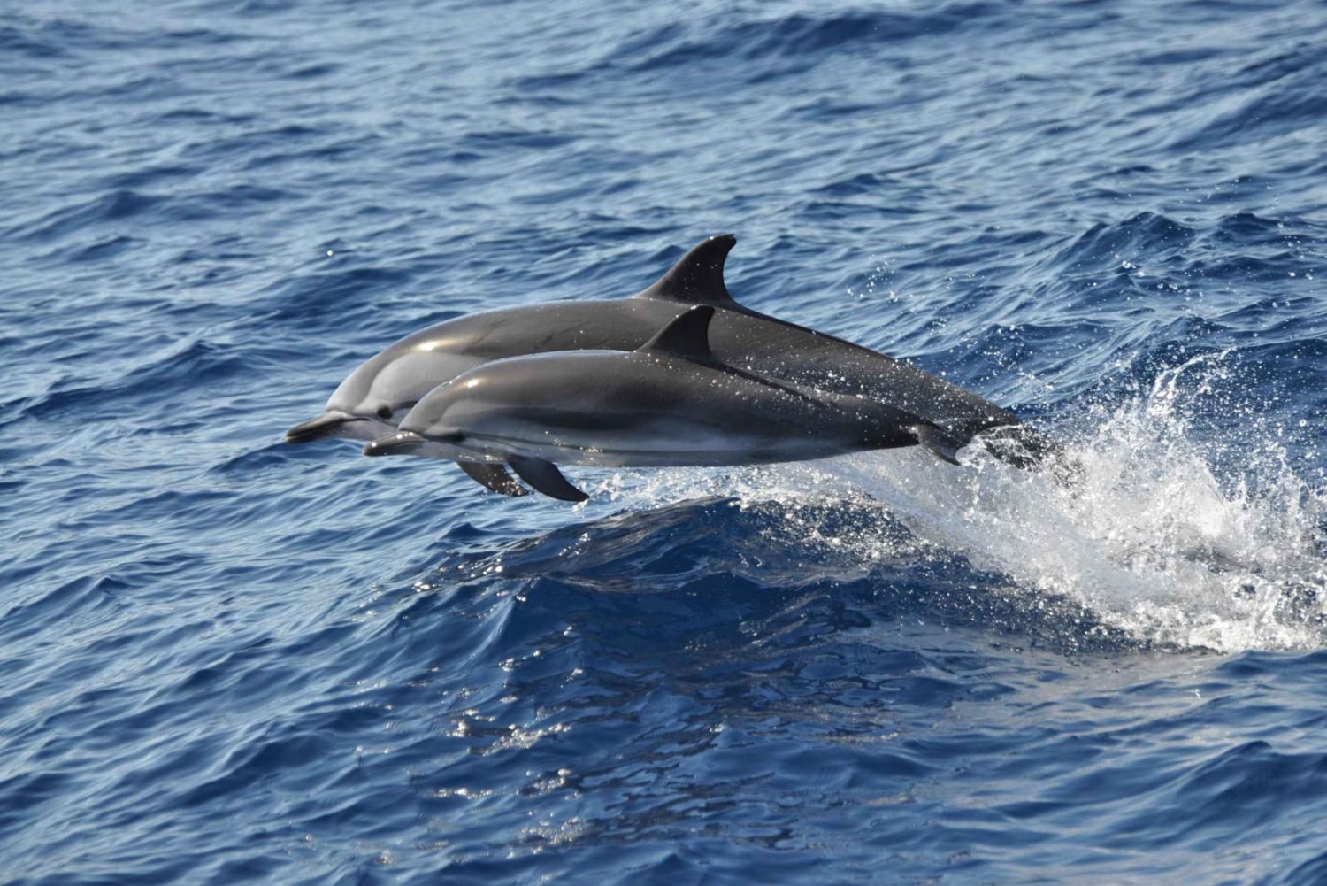 Gran Canaria Dolphin Safari and a swim