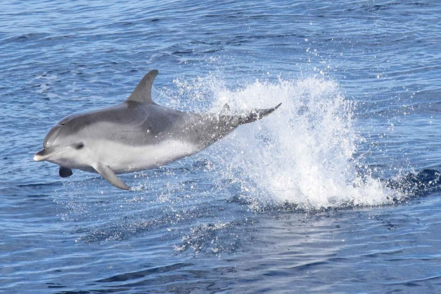 Gran Canaria Dolphin Safari and a swim