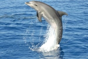 Gran Canaria Dolphin Safari and a swim