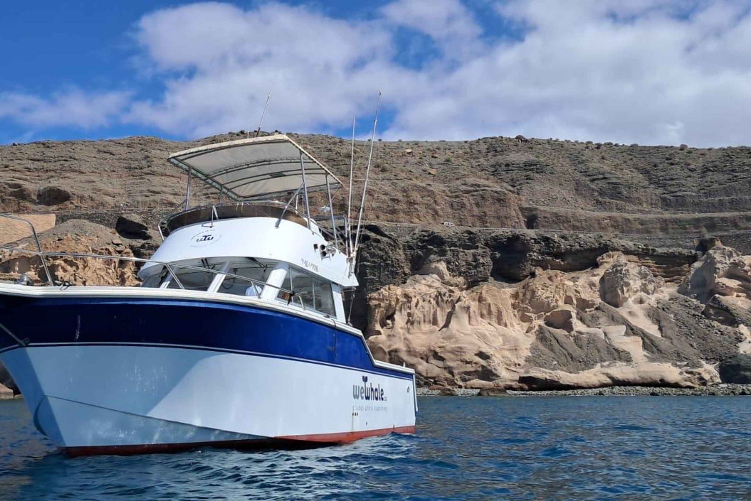 Gran Canaria: Dolphin Watching Eco Boat Tour in Small Group