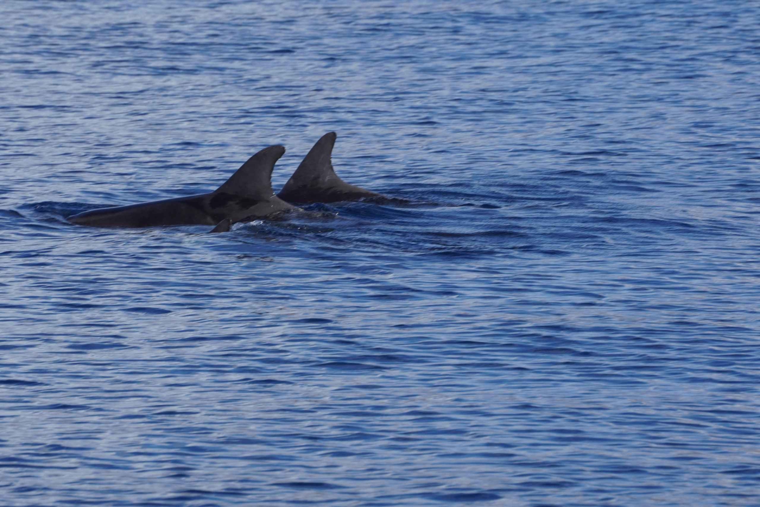 Gran Canaria: Dolphin Watching Eco Boat Tour in Small Group