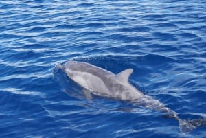 Gran Canaria: tour ecológico en barco para avistar delfines en grupo reducido