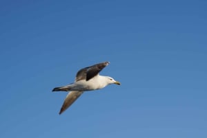 Gran Canaria: tour ecológico en barco para avistar delfines en grupo reducido