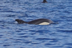 Gran Canaria: tour ecológico en barco para avistar delfines en grupo reducido