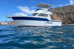 Gran Canaria: Dolphin Watching Eco Boat Tour in Small Group