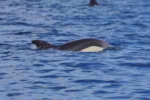 Gran Canaria: Dolphin Watching Eco Boat Tour in Small Group