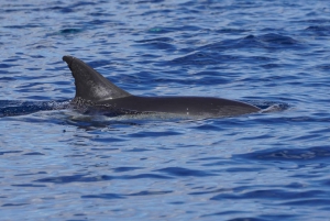 Gran Canaria: Dolphin Watching Eco Boat Tour in Small Group