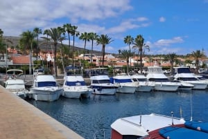 Gran Canaria: Dolphin Watching Eco Boat Tour in Small Group