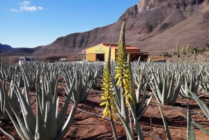 Gran Canaria: Premium Safari 4x4 Tour with Local Guide