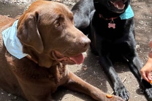 Gran Canaria: Exclusive Therapy Dog Experience in Nature