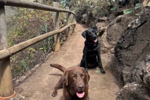 Gran Canaria: Exclusive Therapy Dog Experience in Nature