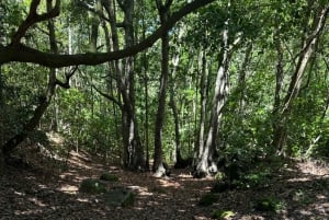 Gran Canaria: Exclusive Therapy Dog Experience in Nature