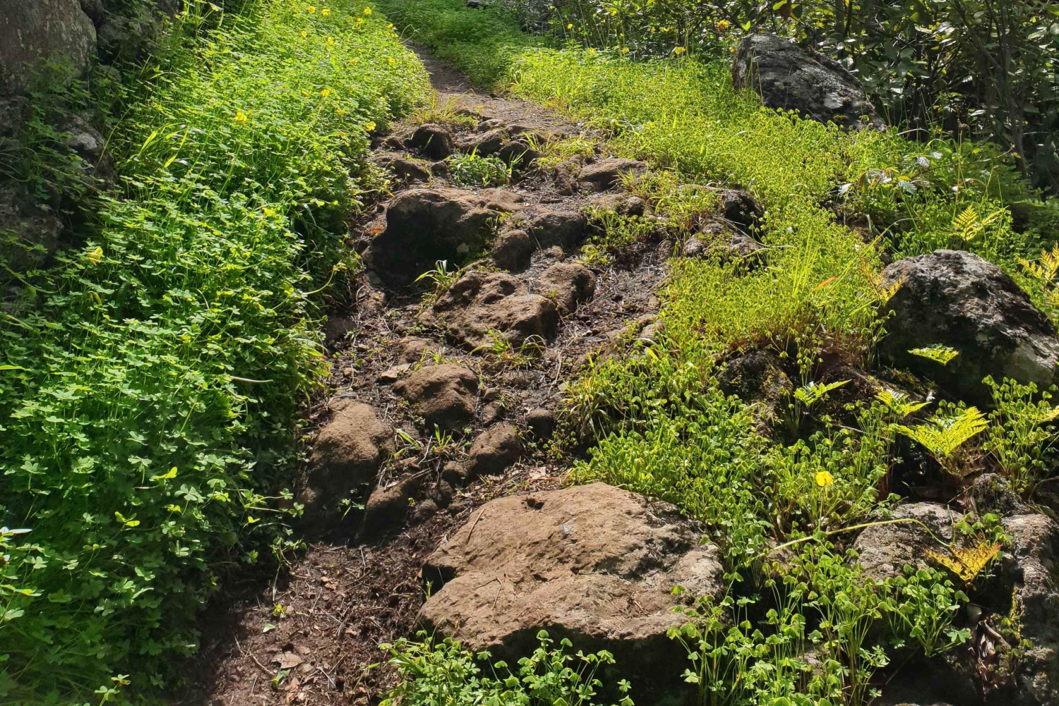 Gran Canaria: Excursion to the Laurisilva Forest