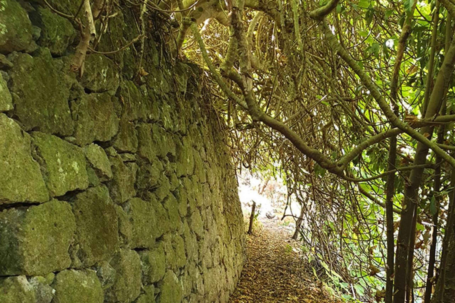 Gran Canaria: Excursion to the Laurisilva Forest
