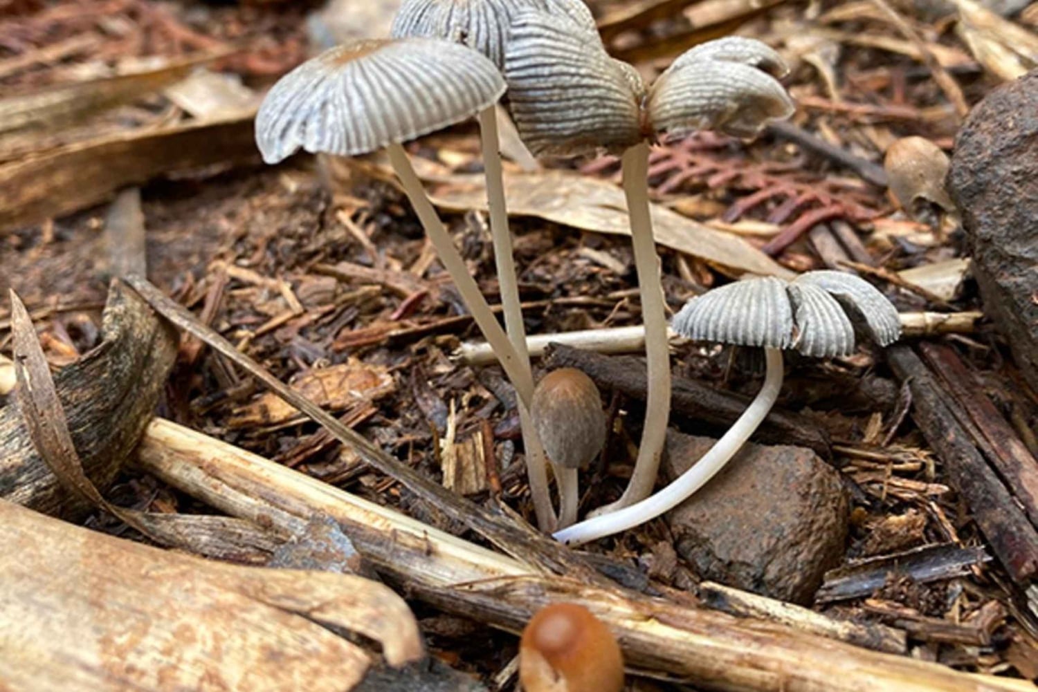 Gran Canaria: Excursion to the Laurisilva Forest